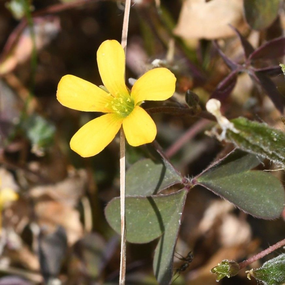 Oxalis