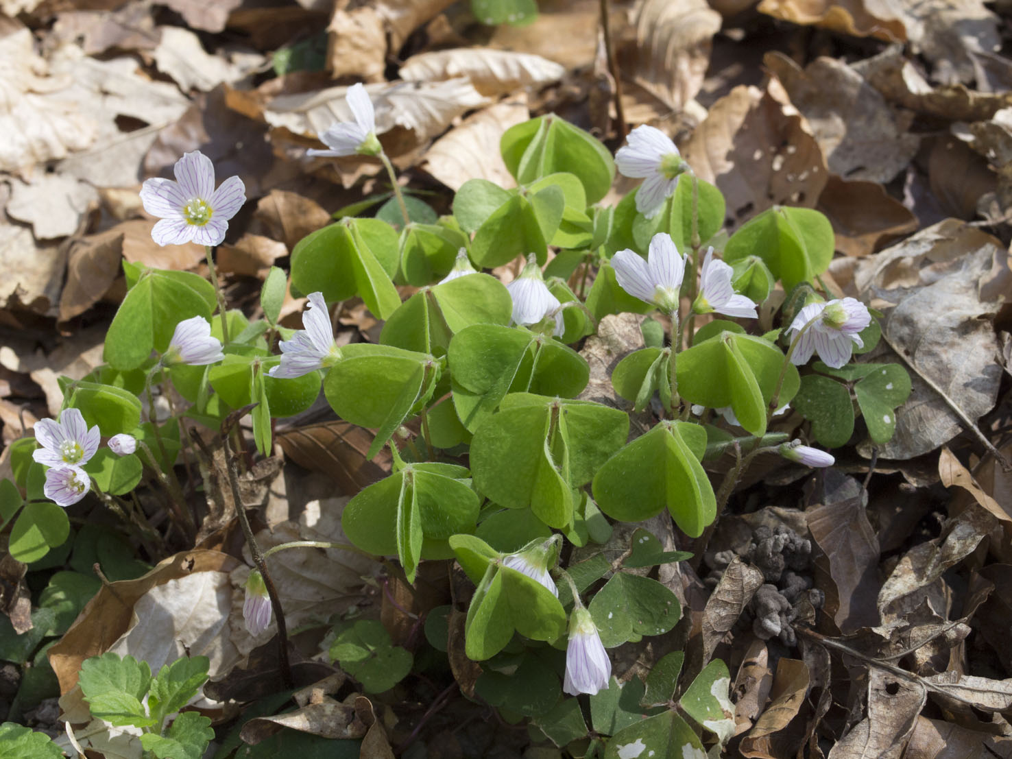 Oxalis