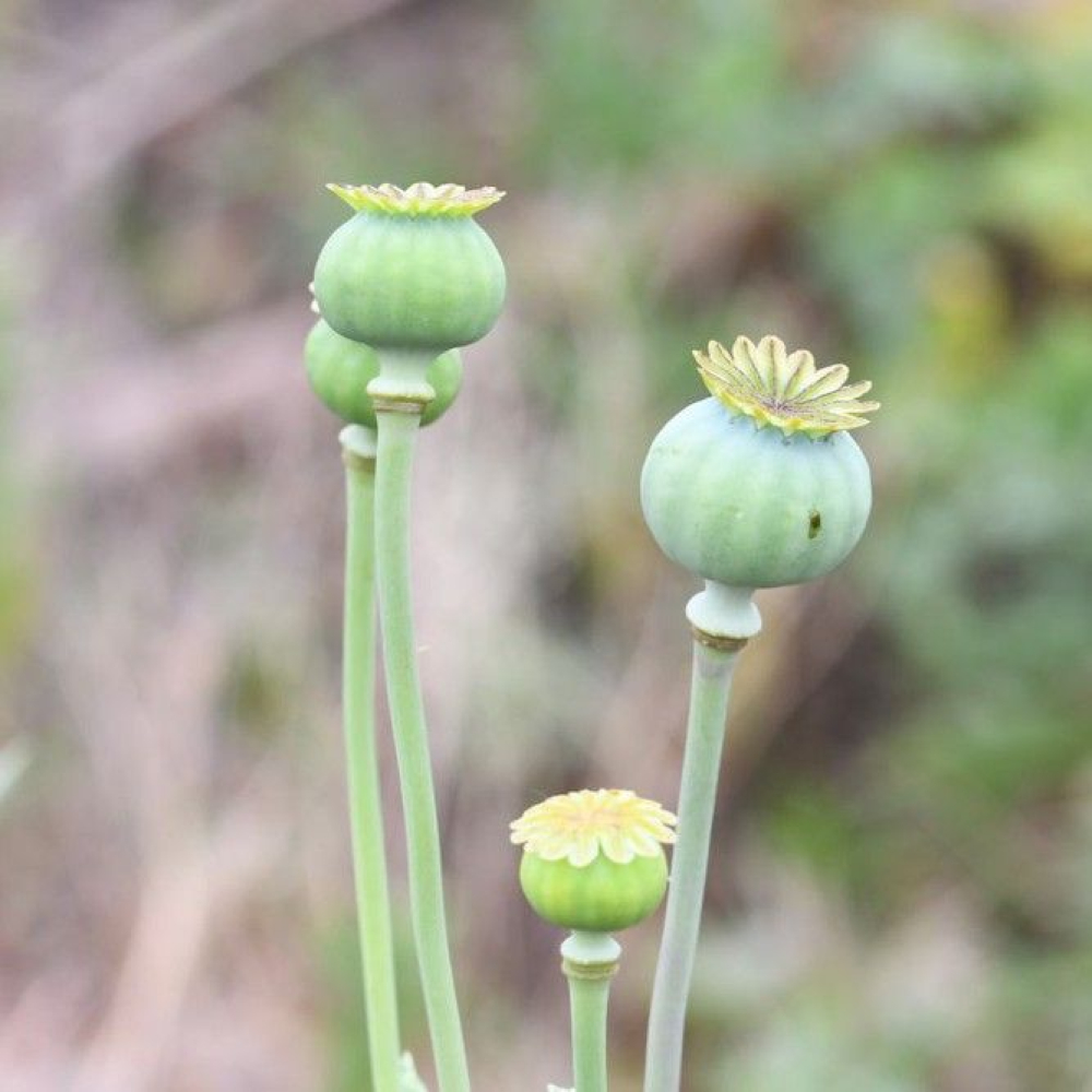 Papaver