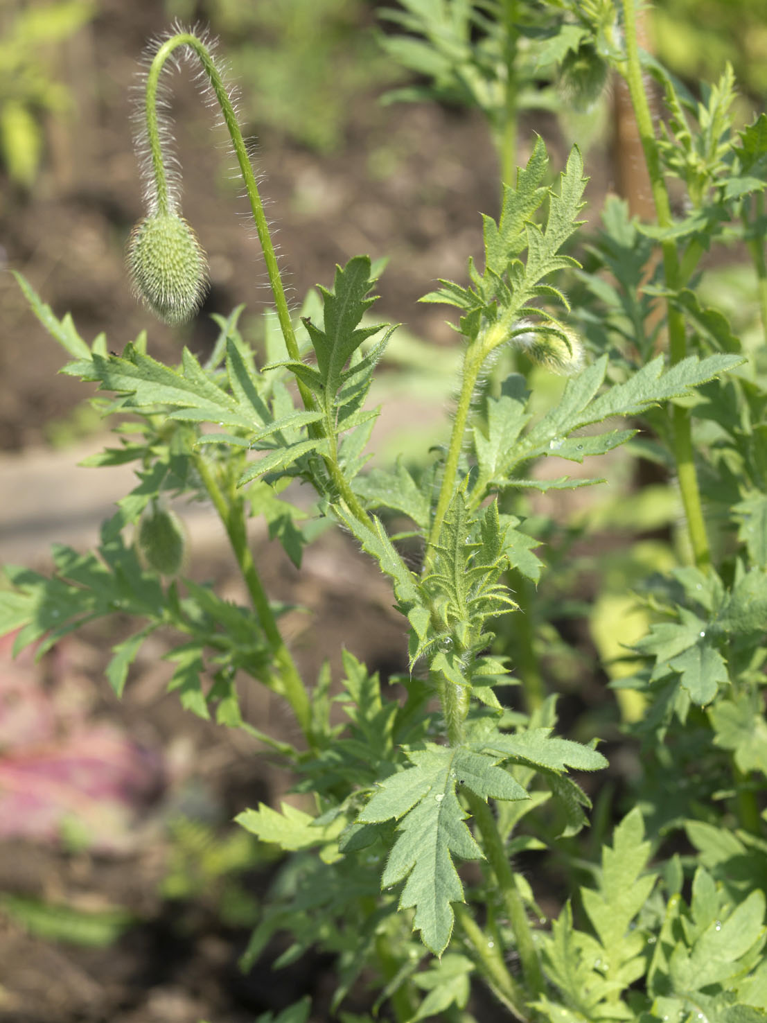 Papaver