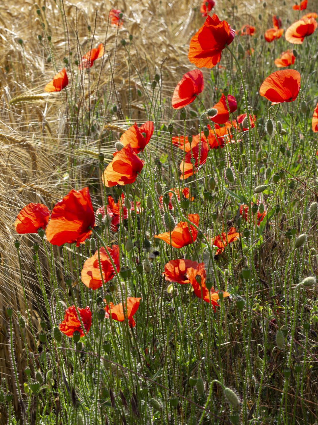 Papaver