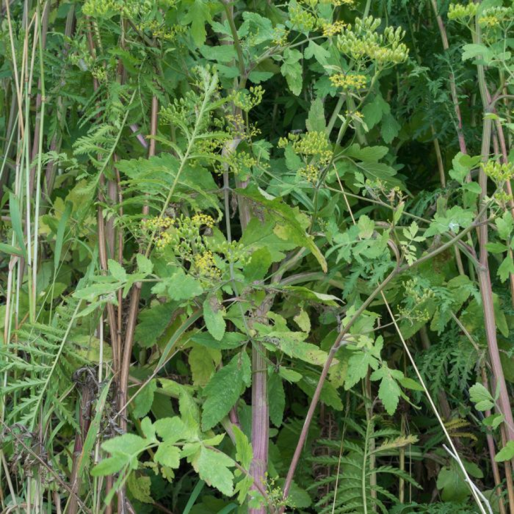 Pastinaca