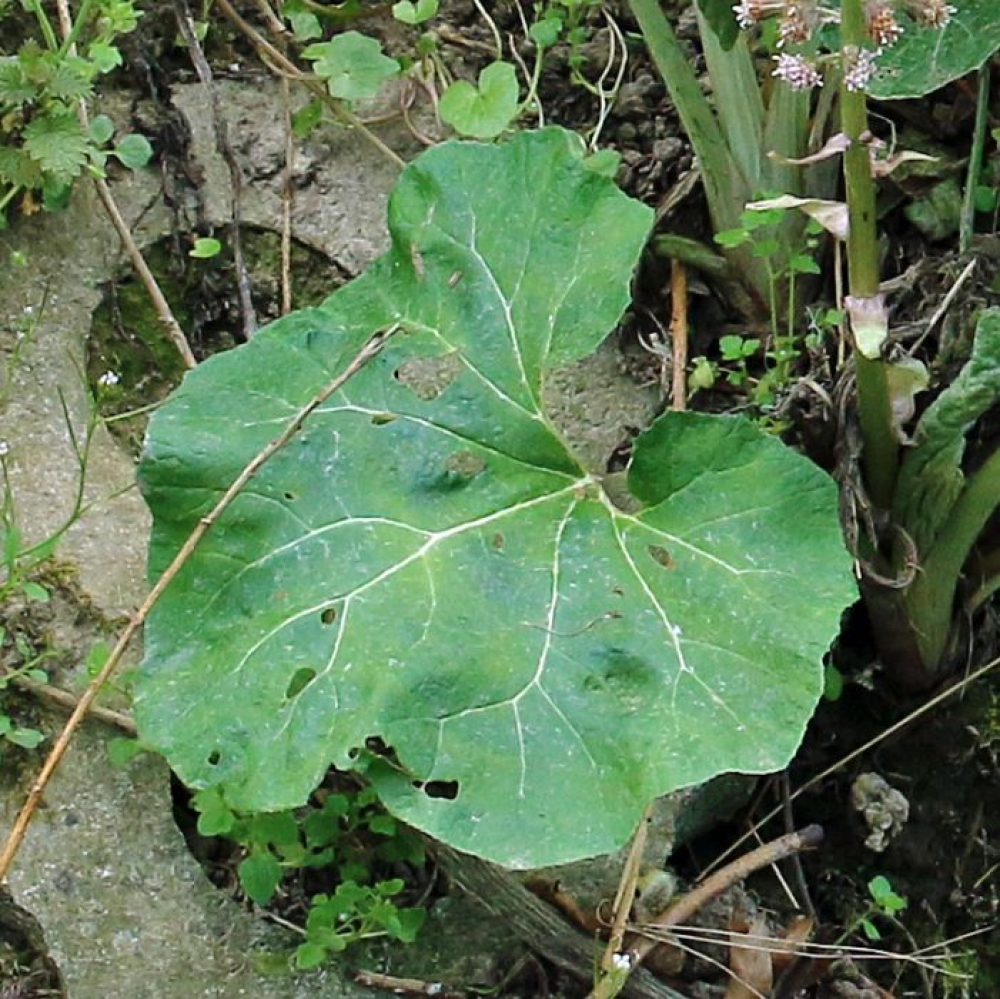 Petasites