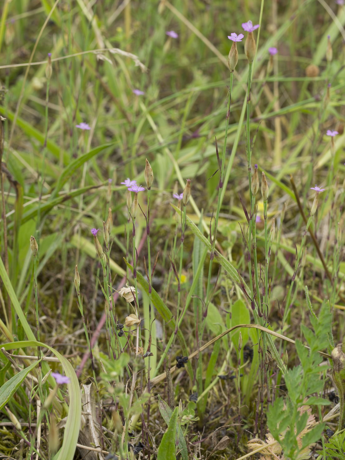 Petrorhagia