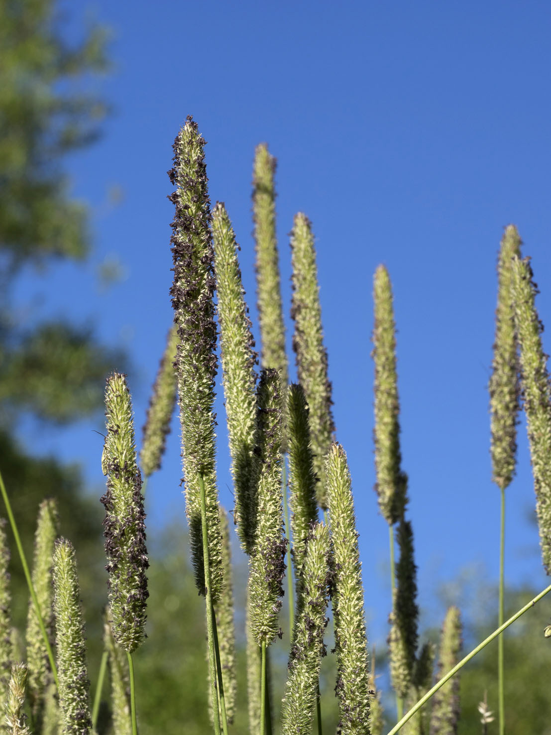 Phleum