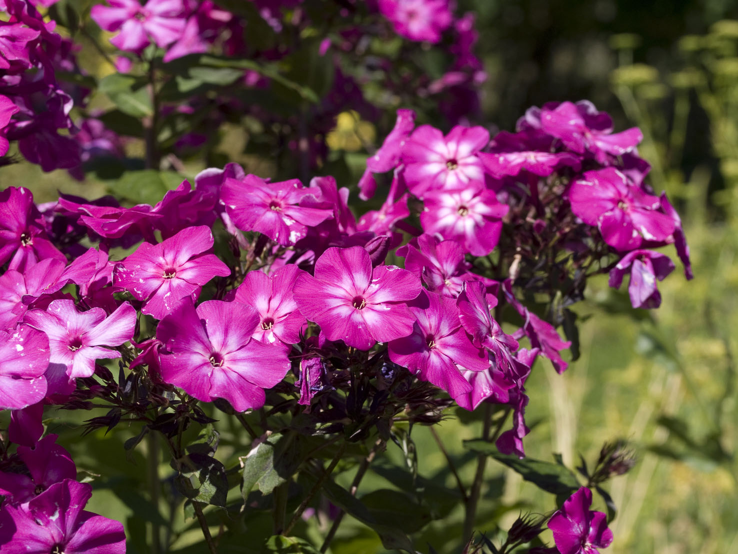 Phlox