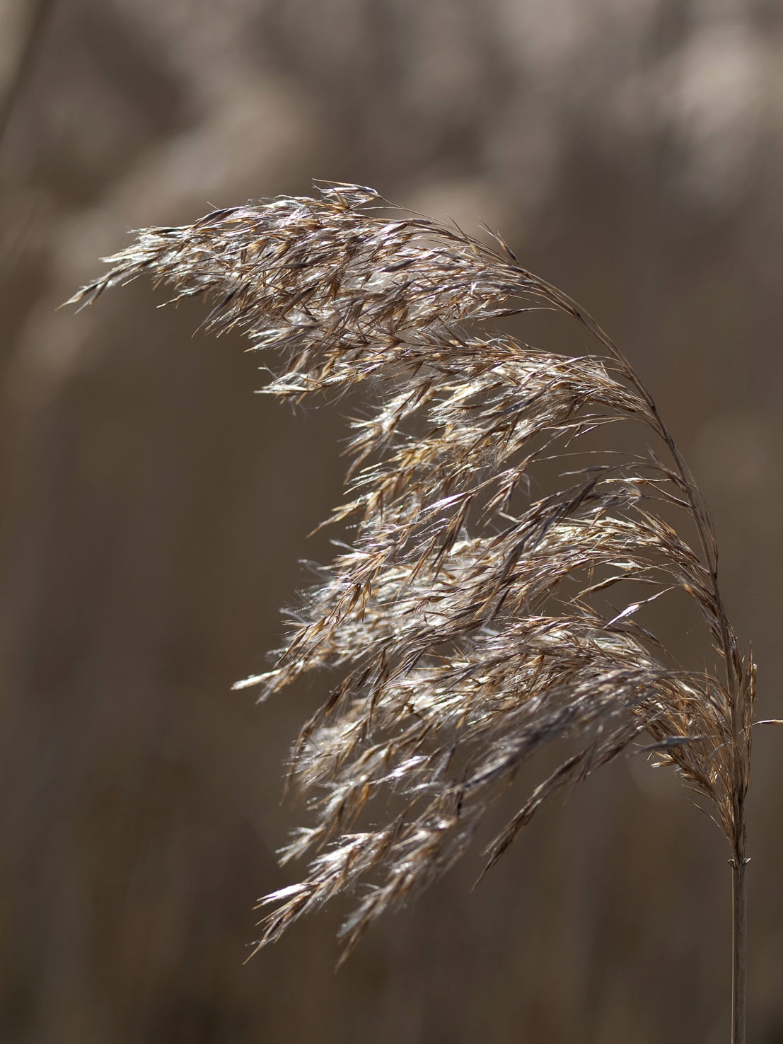 Phragmites