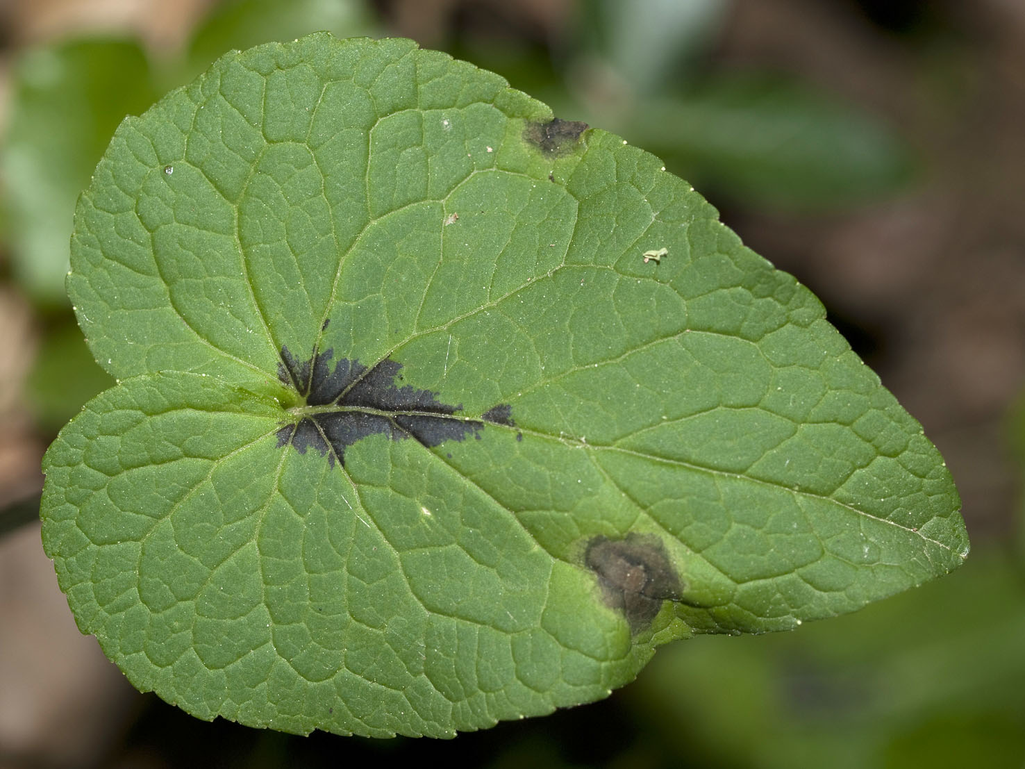Phyteuma