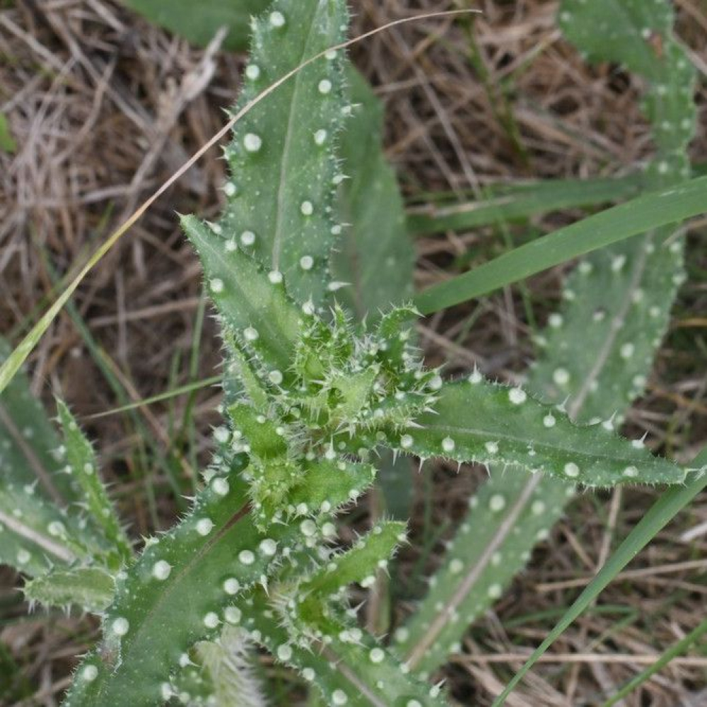 Picris
