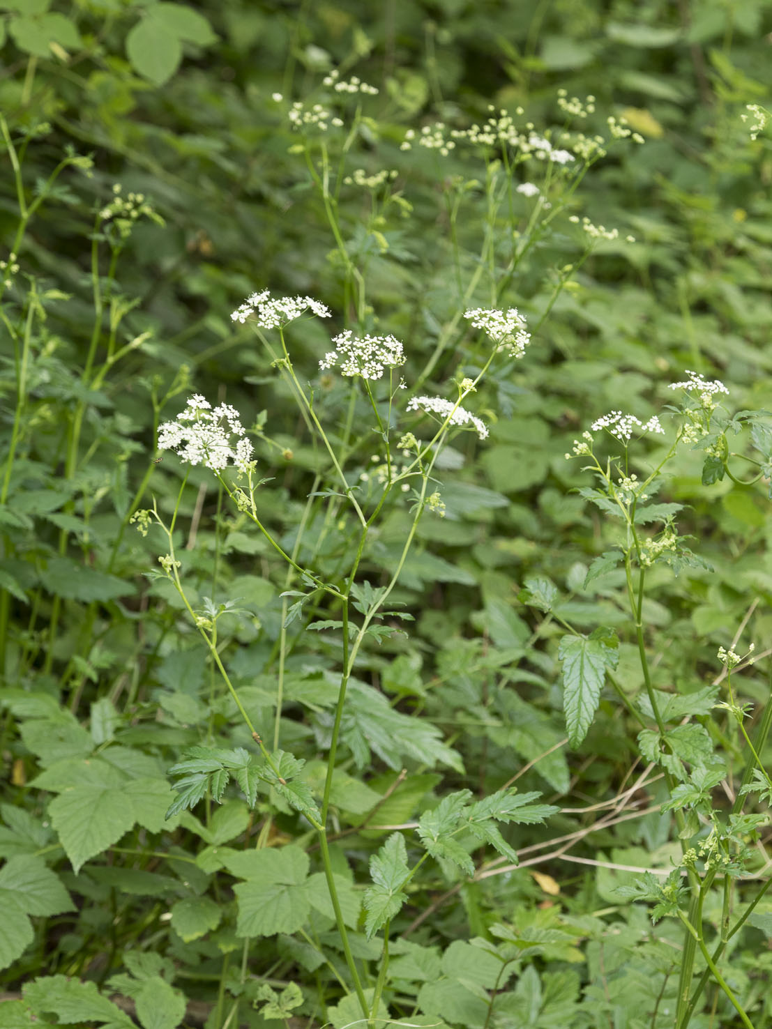 Pimpinella