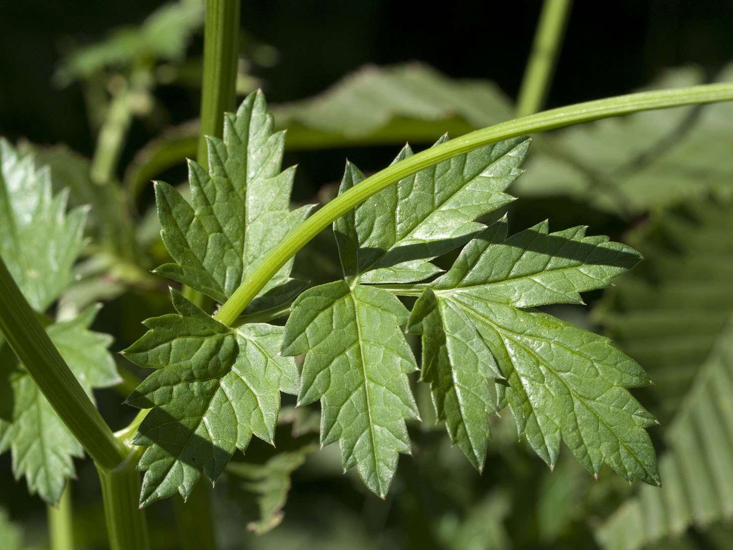 Pimpinella