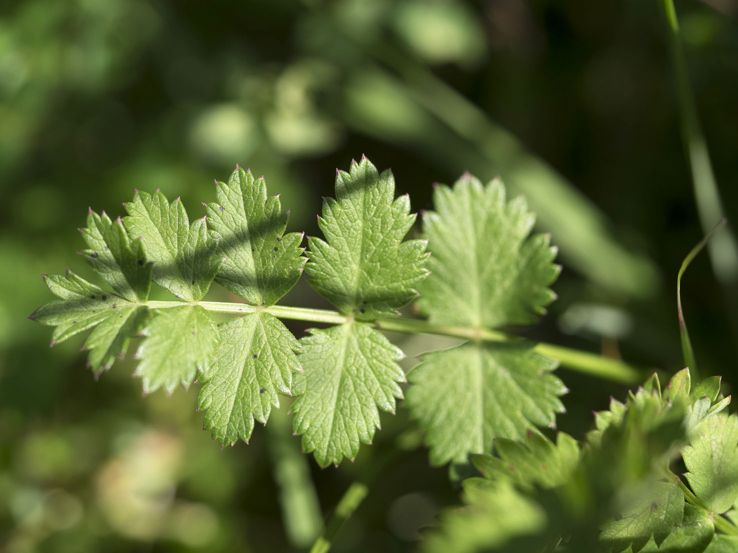 Pimpinella