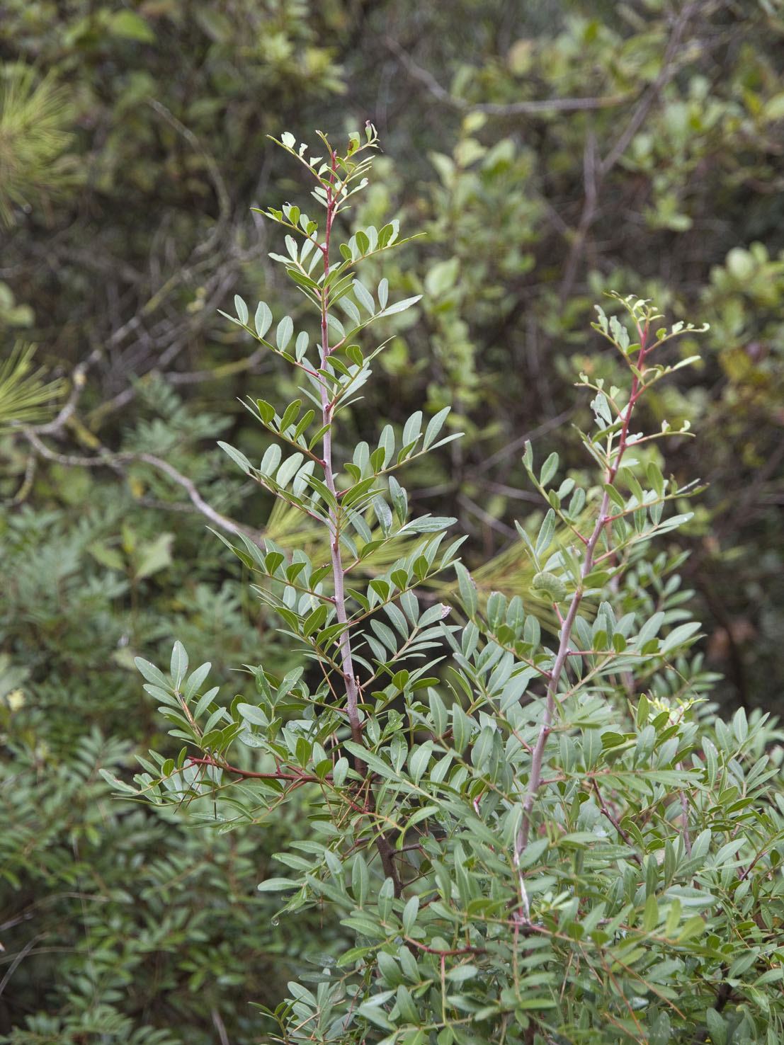 Pistacia
