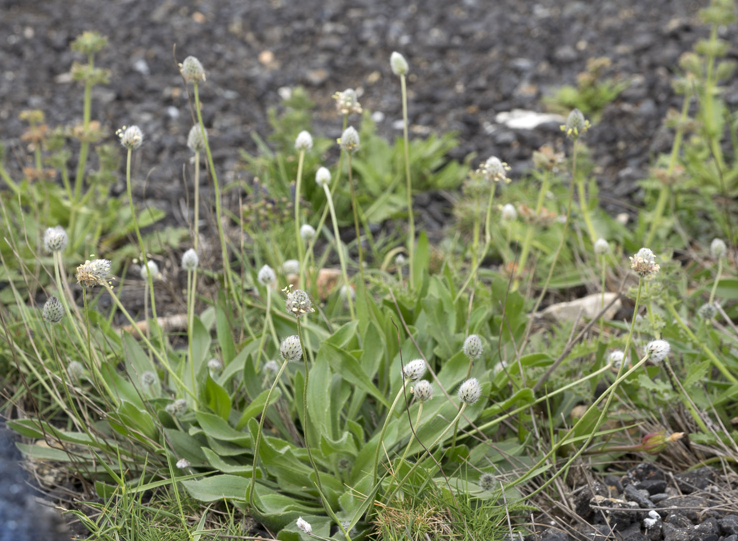 Plantago