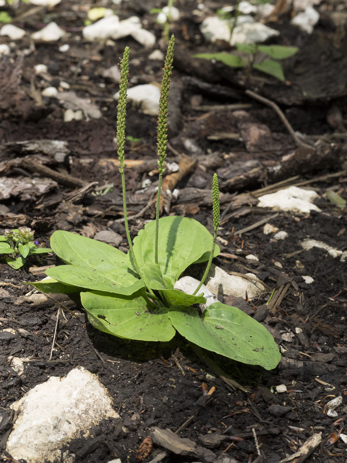 Plantago