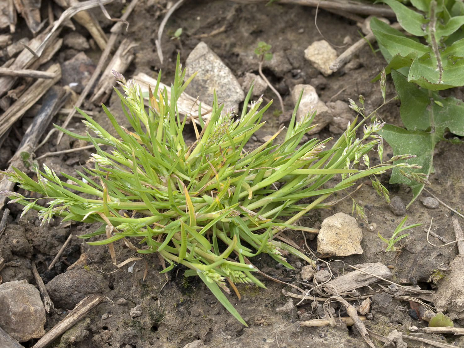 Poa