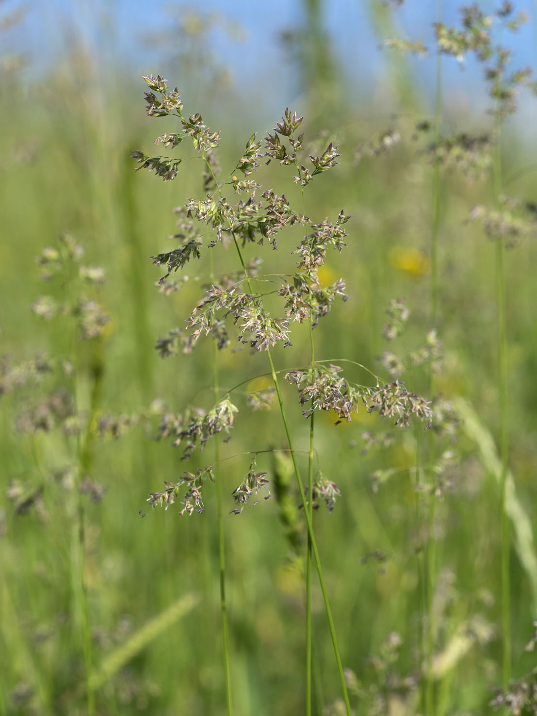Poa