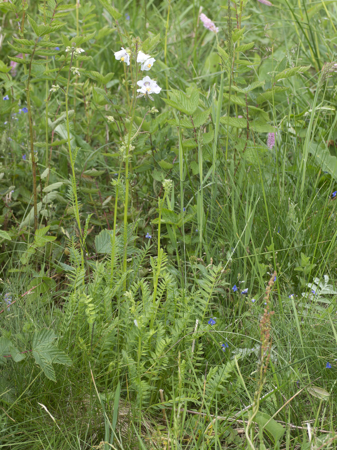 Polemonium
