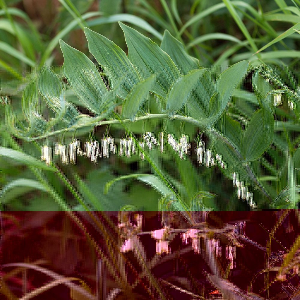 Polygonatum