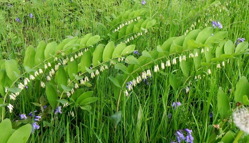 Polygonatum