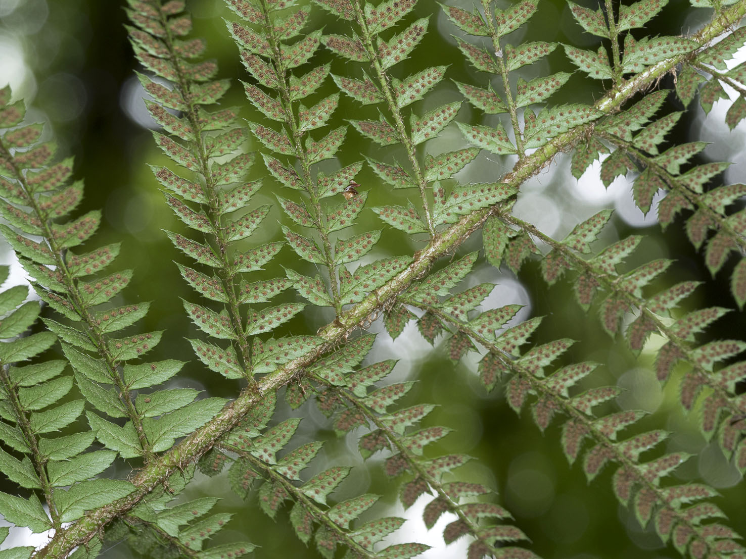 Polystichum
