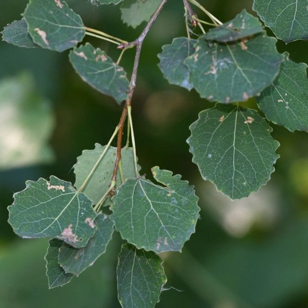 Populus