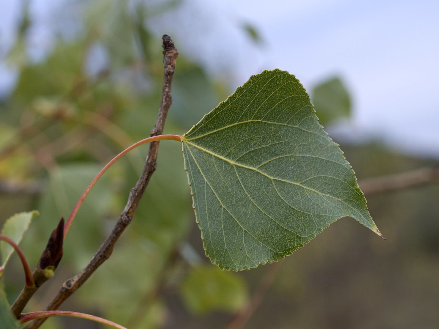 Populus