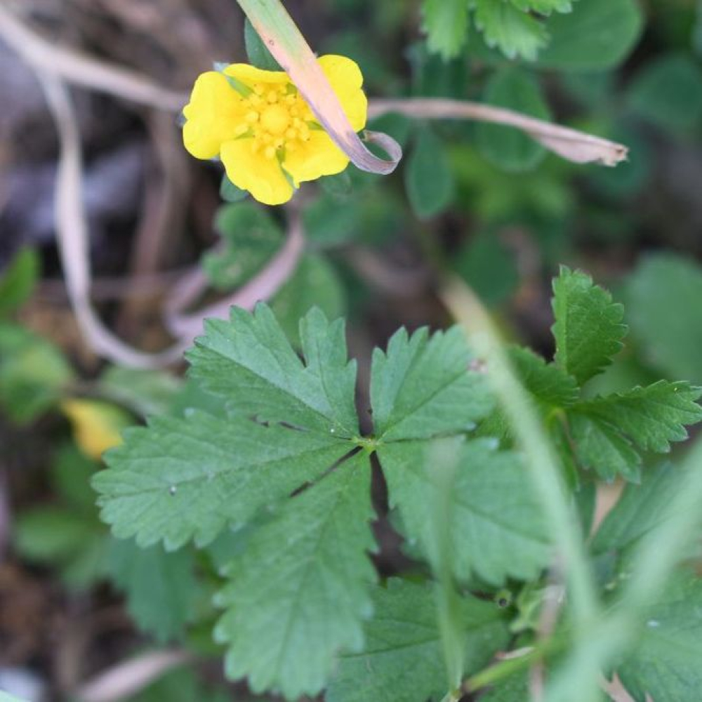 Potentilla