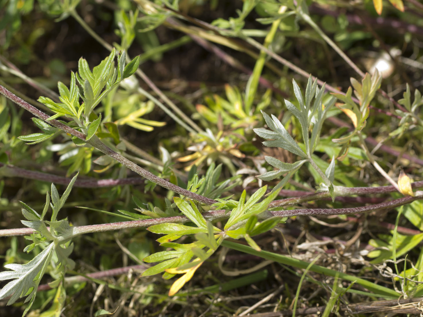 Potentilla