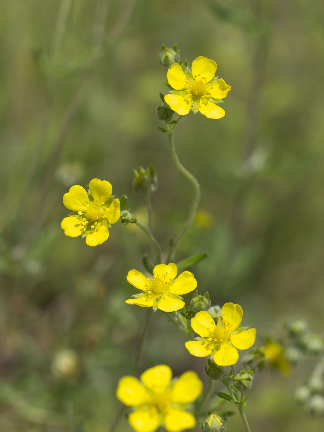 Potentilla