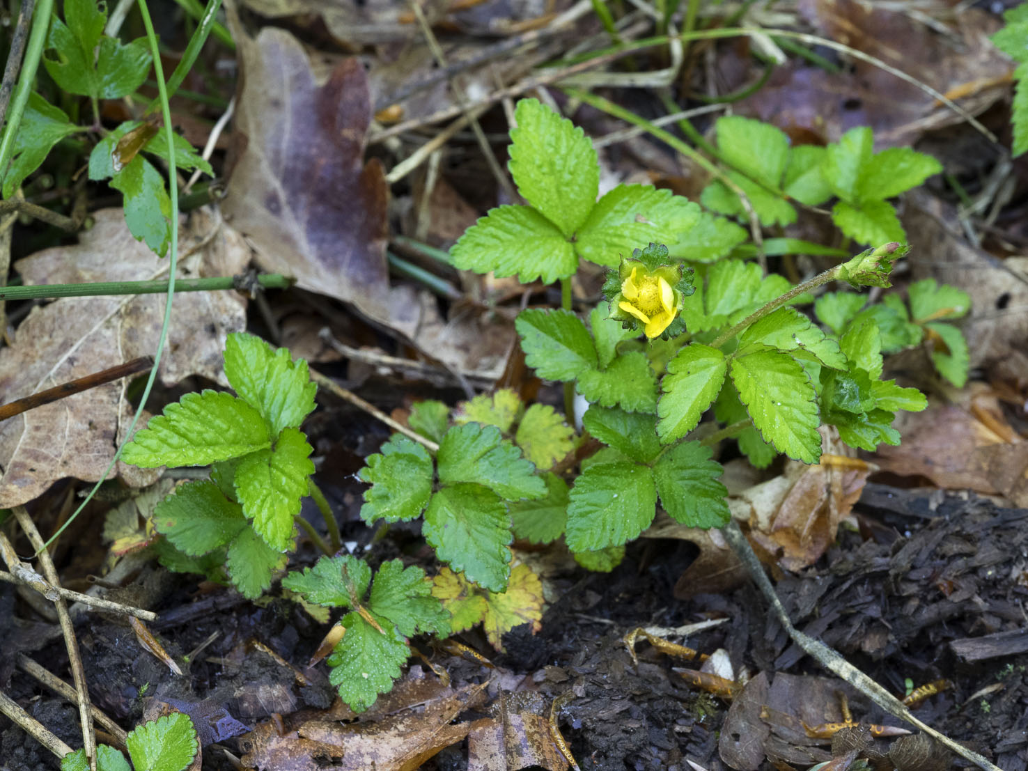 Potentilla