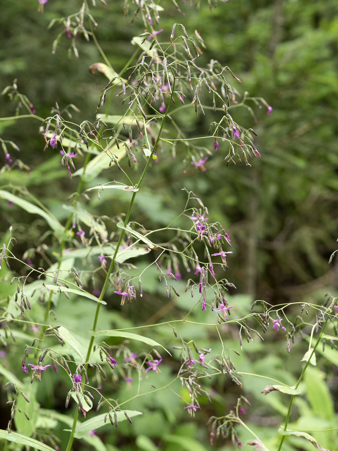 Prenanthes