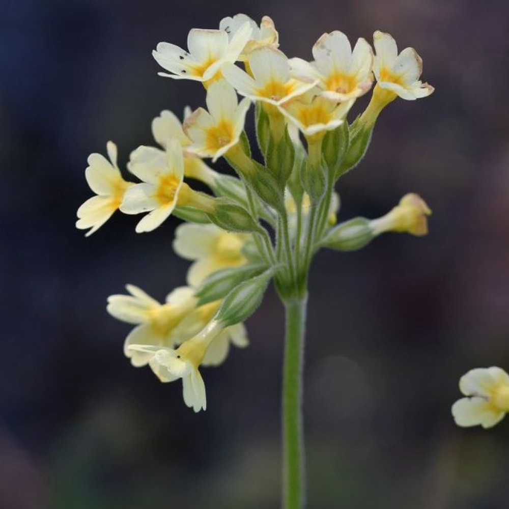 Primula