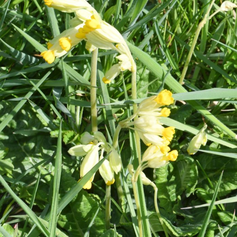 Primula