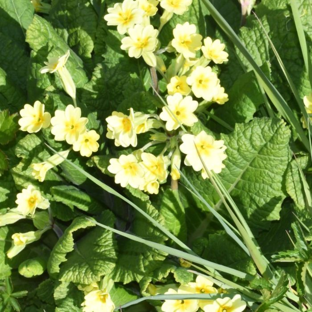 Primula