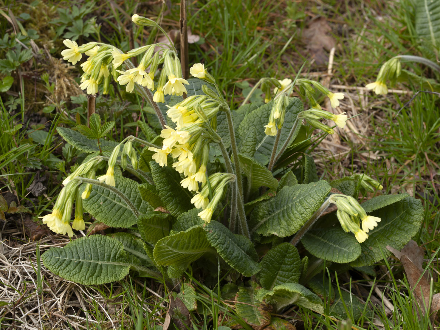 Primula