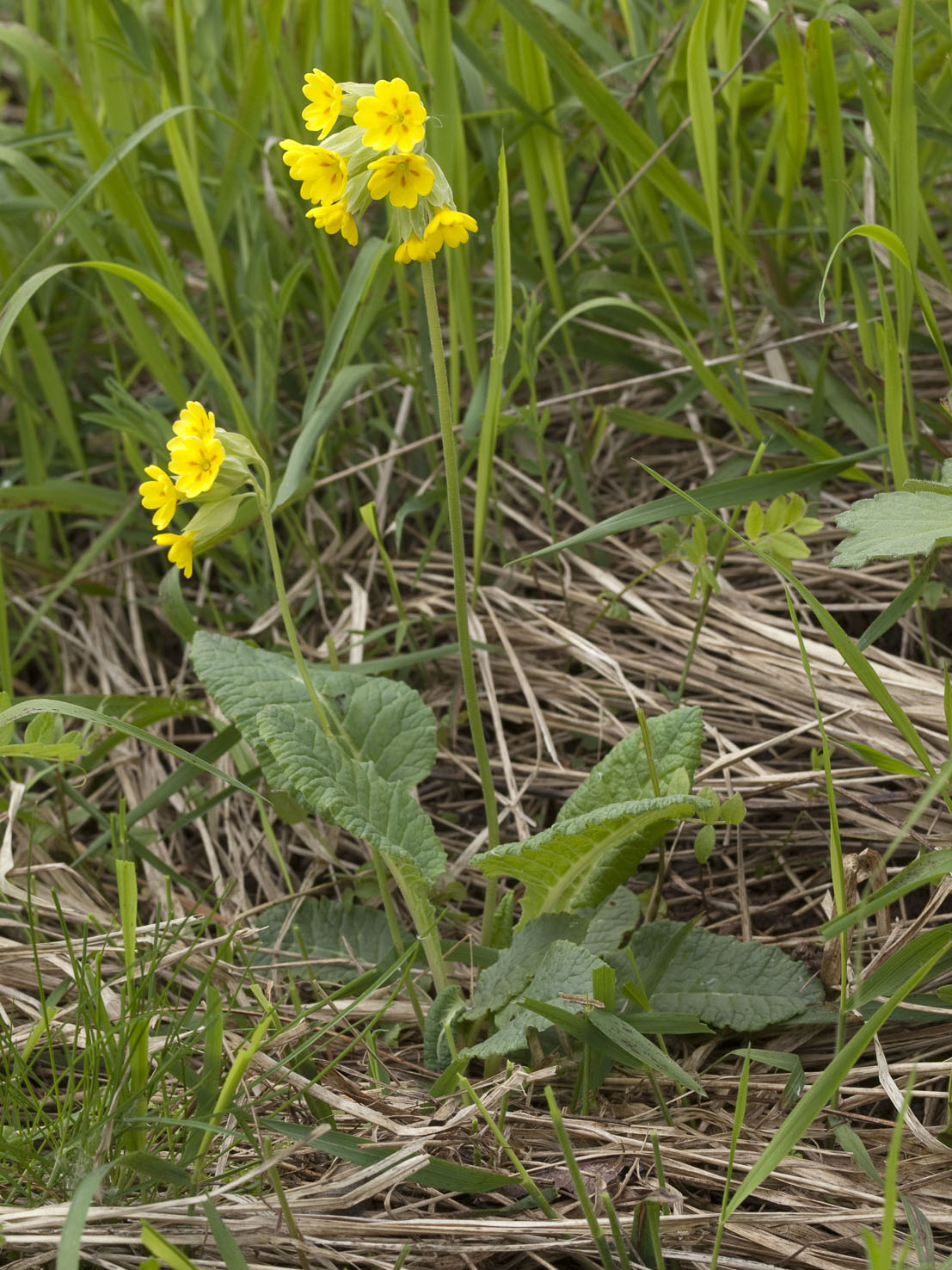 Primula