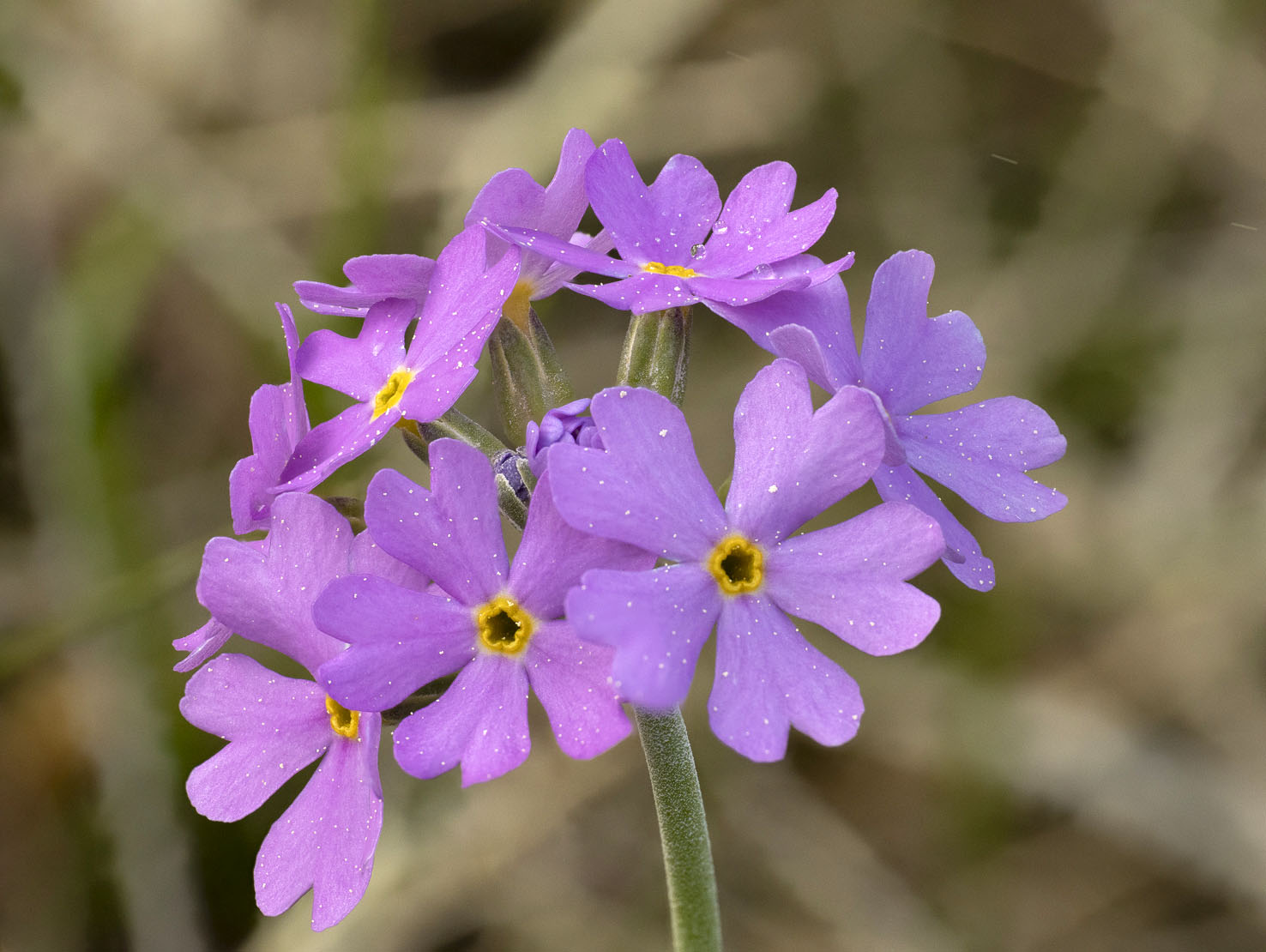 Primula