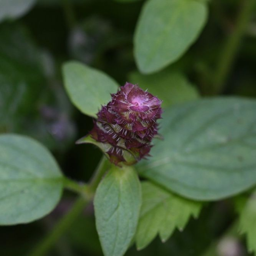 Prunella