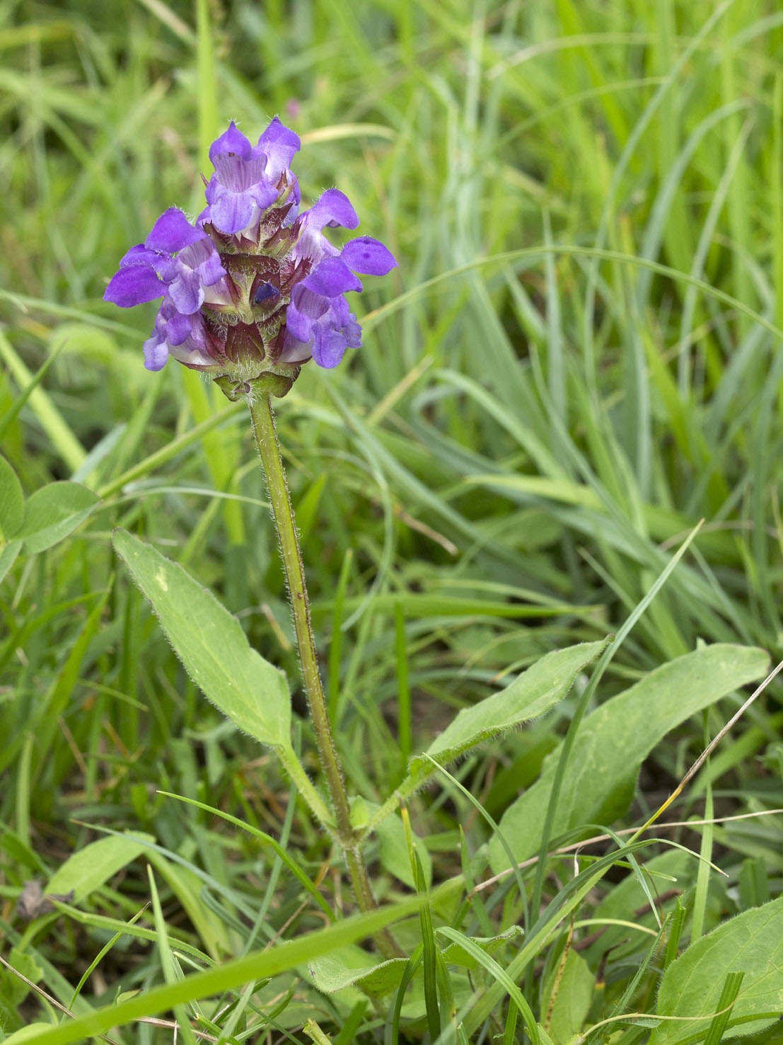 Prunella