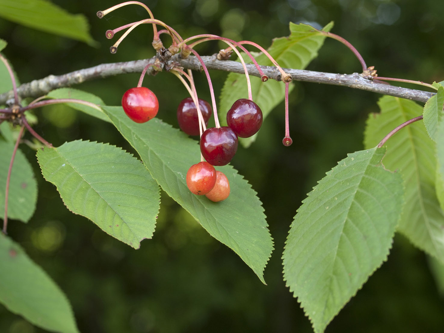 Prunus