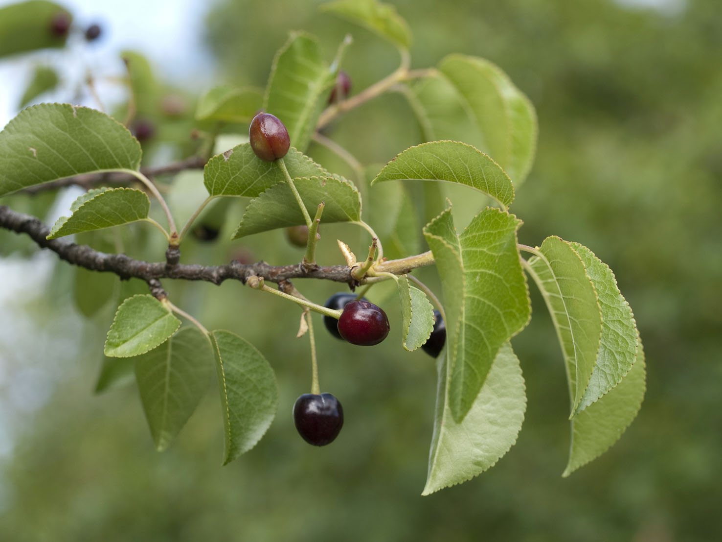 Prunus