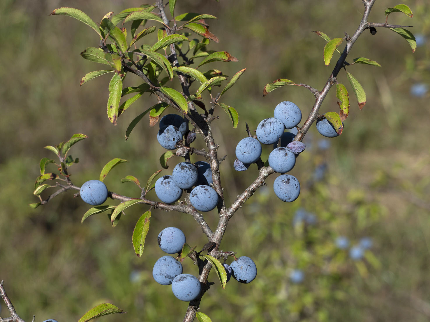 Prunus