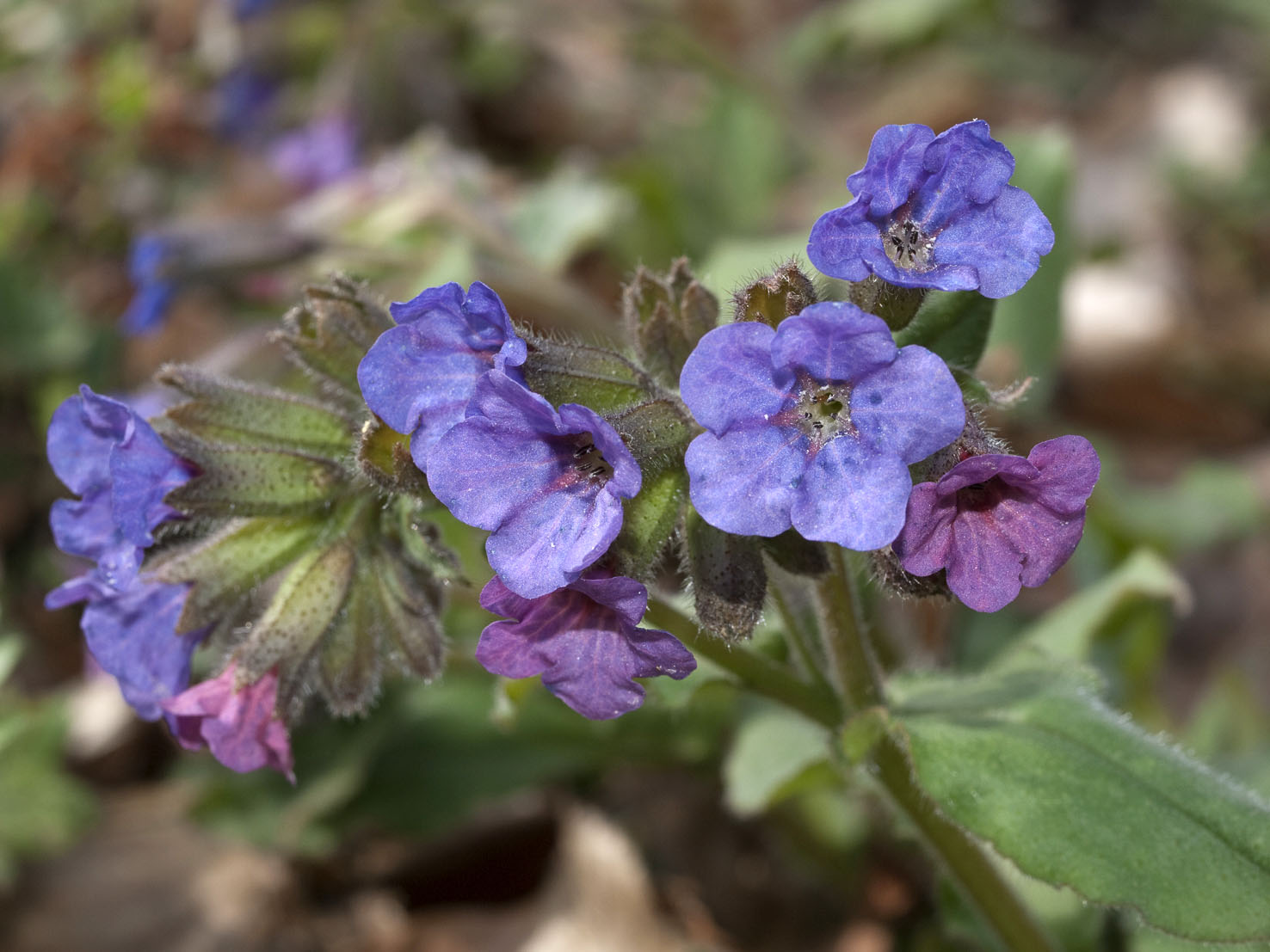 Pulmonaria