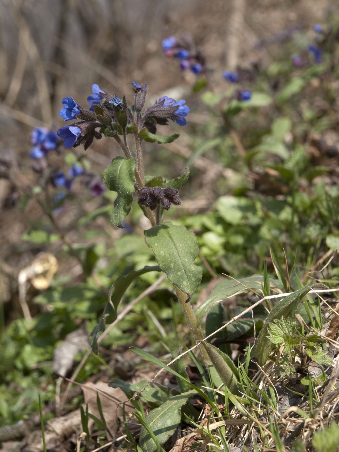 Pulmonaria