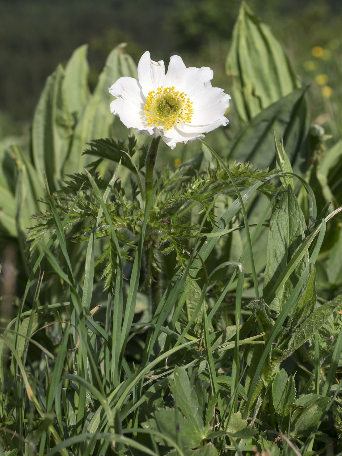 Pulsatilla