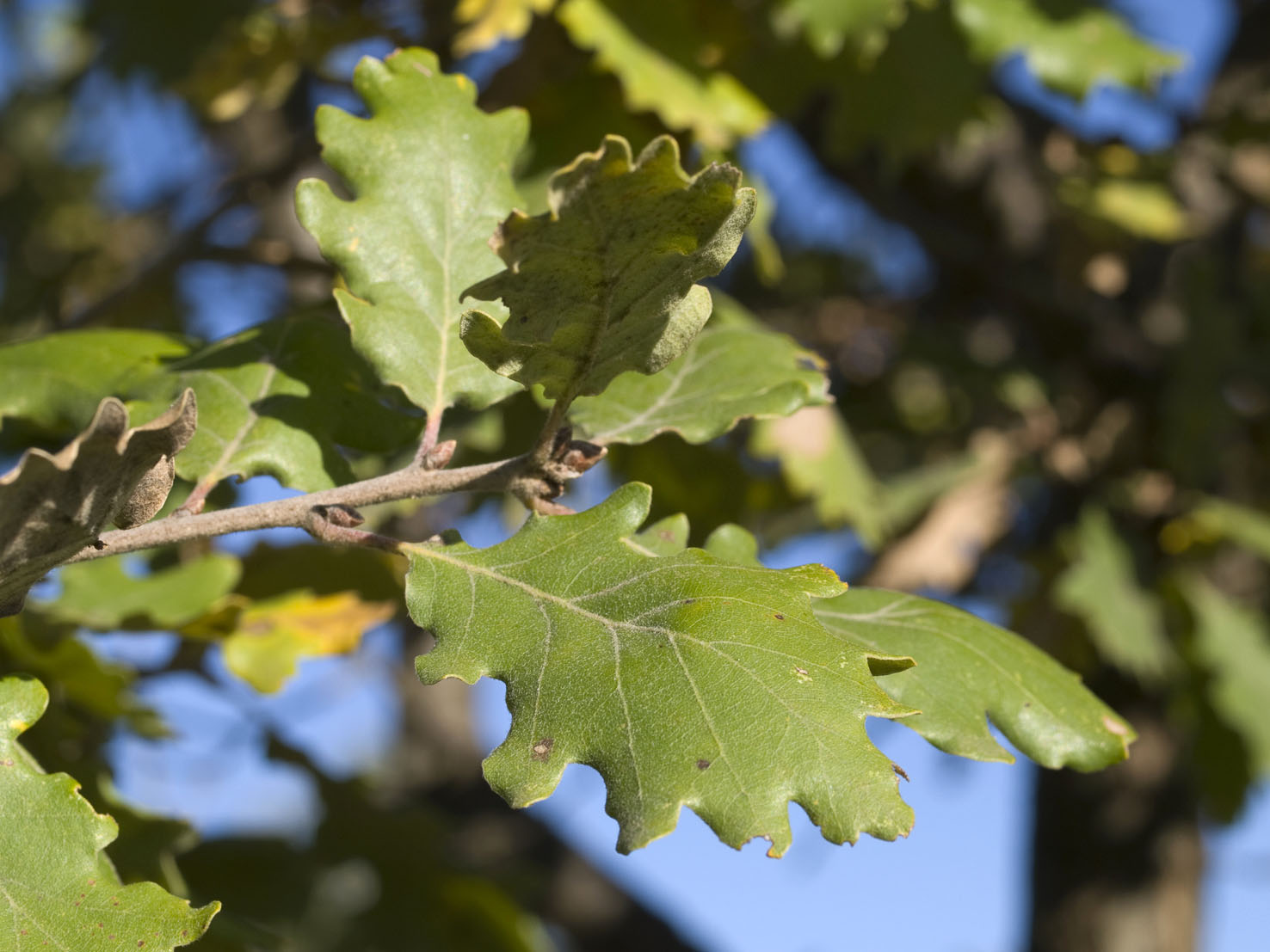 Quercus