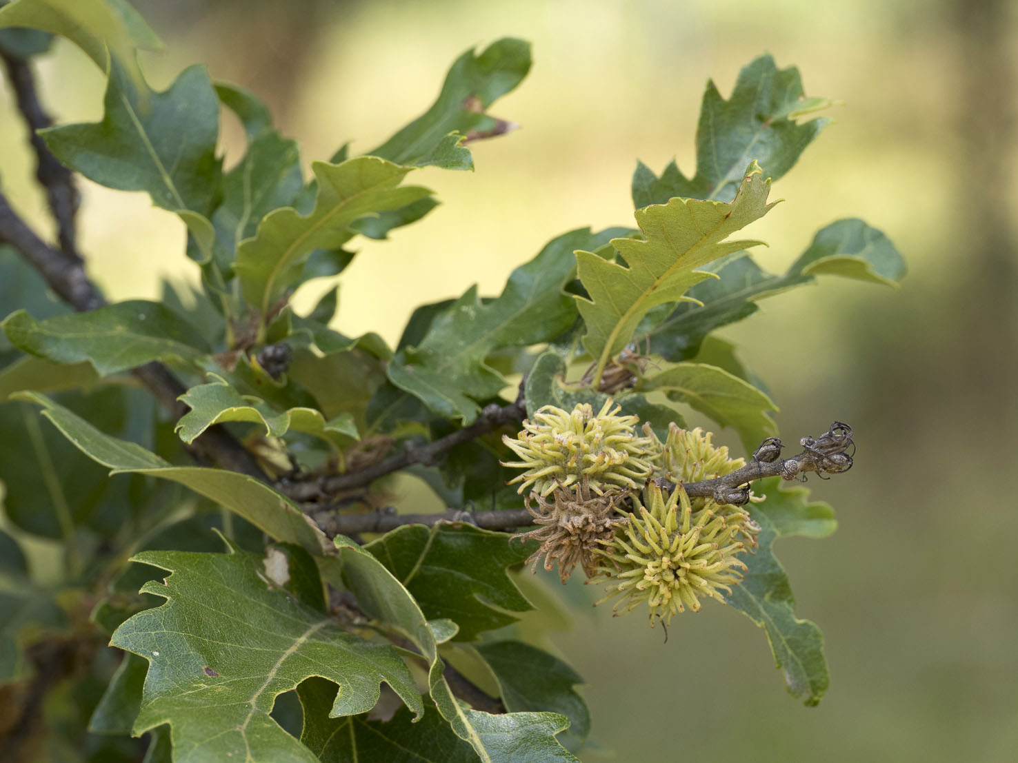 Quercus