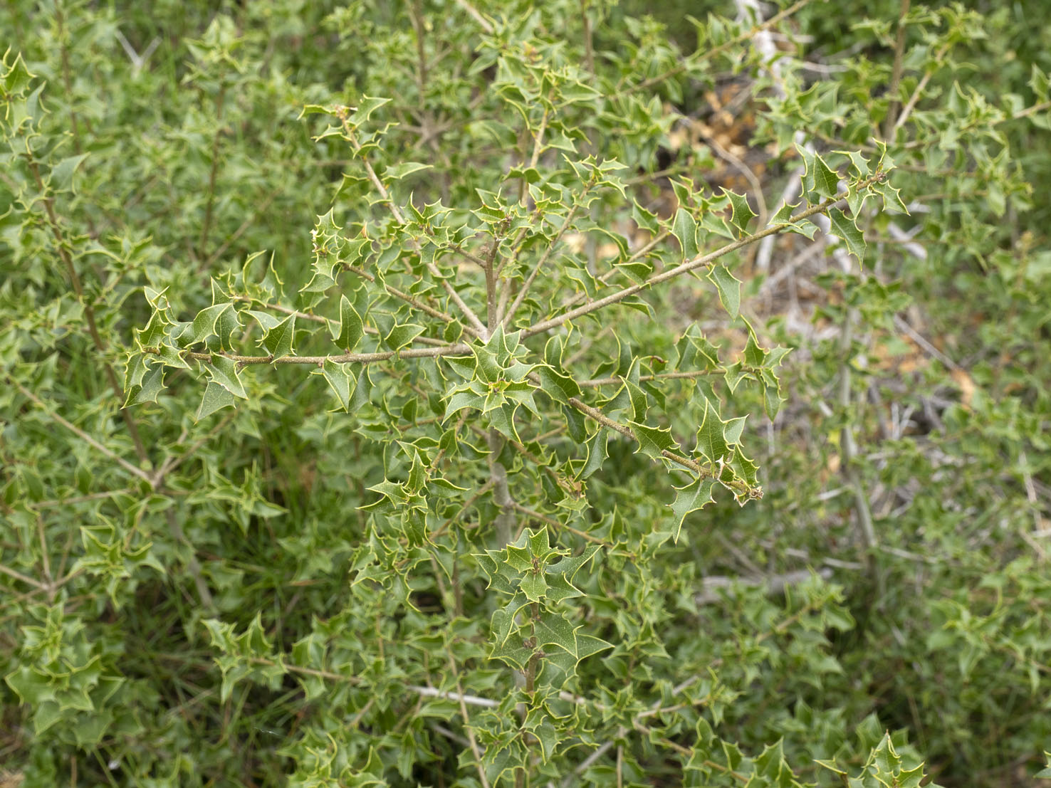 Quercus