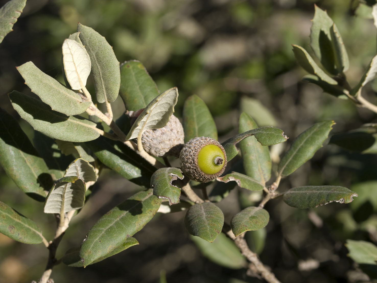 Quercus